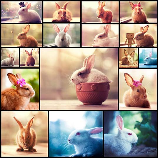 Фотопортреты-кроликов-(18-фото)--Юмор--Развлекательный-Портал-MainFun