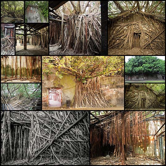 Abandoned-Warehouse-Reclaimed-by-the-Sprawling-Roots-and-Branches-of-a-Banyan-Tree---My-Modern-Met