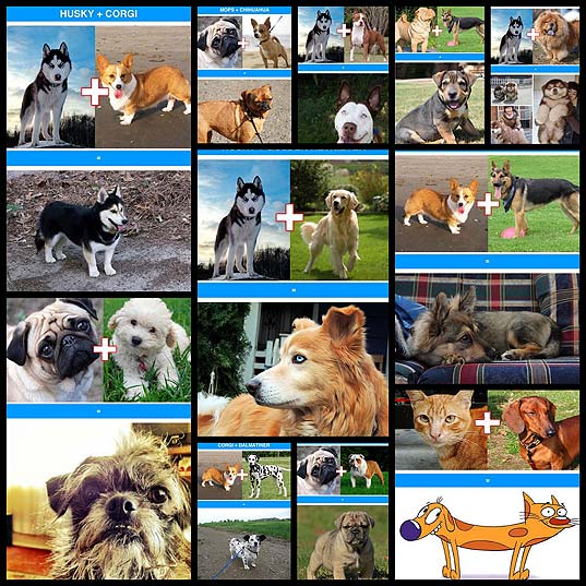 Awesome-Dog-Mashups-between-Unlikely-Breeds-(11-pics)---Izismile