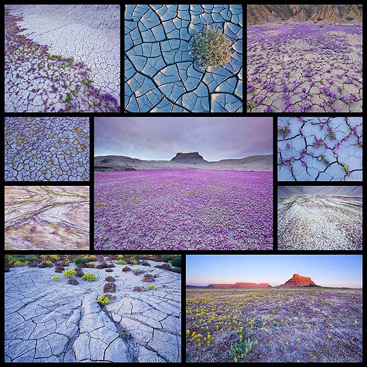 Guy Talによるアメリカ西部 バッドランズ地方の砂漠に咲く紫の花の写真 10枚 いぬらぼ
