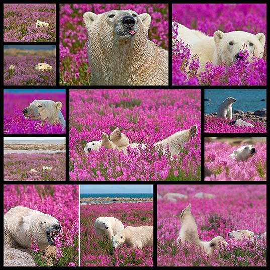 Canadian-Photographer-Captures-Polar-Bears-Playing-In-Flower-Fields---OddPad