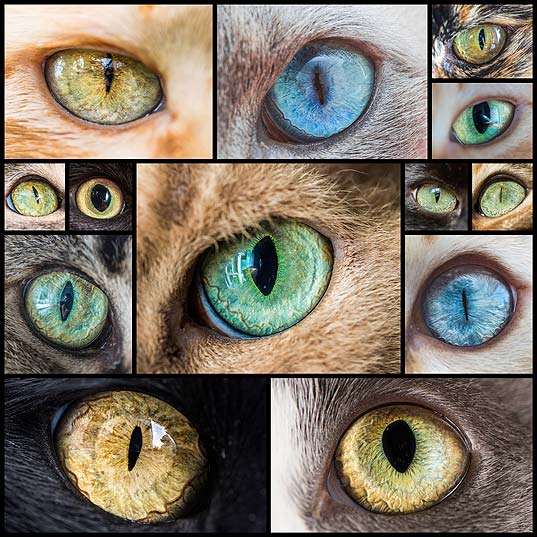 Mesmerizing-Macro-Photos-of-Cats'-Eyes-by-Andrew-Marttila---My-Modern-Met