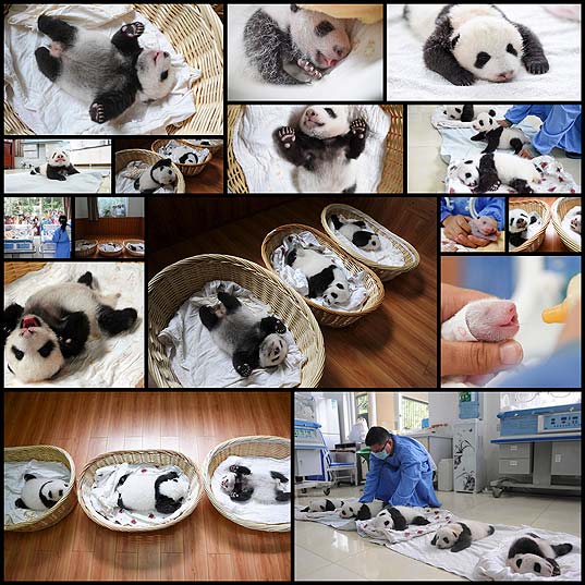 Panda-Babies-Sleeping-In-Baskets-Make-Their-First-Public-Appearance-At-Chinese-Panda-Breeding-Center--Bored-Panda