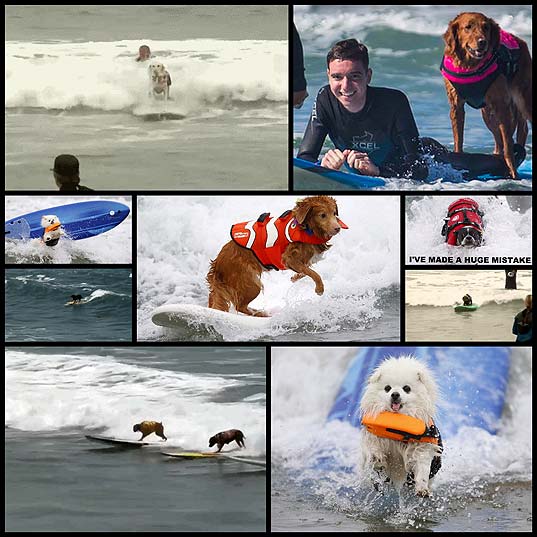 These-Pictures-Of-Dogs-Surfing-Are-Just-The-Best---BuzzFeed-News
