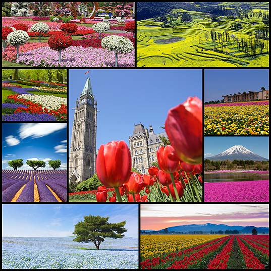 10-Of-The-Most-Spectacular-Flower-Fields-In-The-World