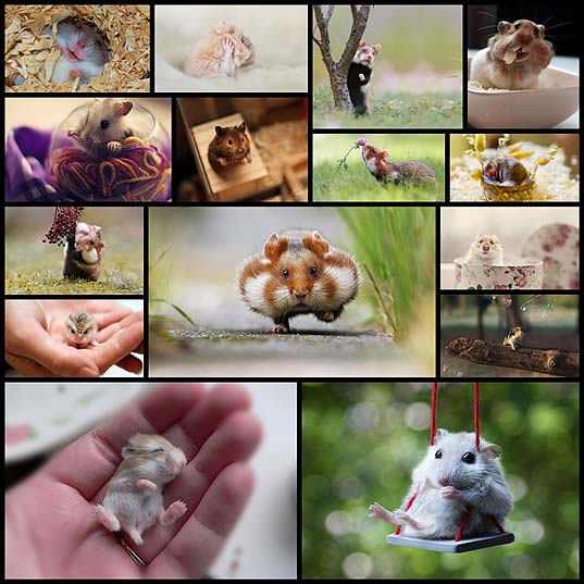 15+-Adorable-Hamsters-That-Will-Cause-A-Cuteness-Overload--Bored-Panda