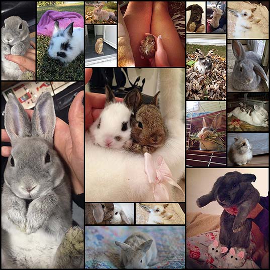 17-Bunnies-For-All-The-Sad-People-Out-There