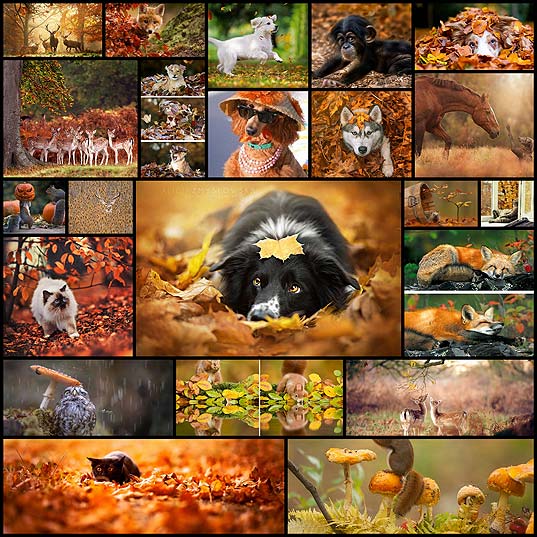 15+-Animals-Enjoying-Autumn-Magic--Bored-Panda