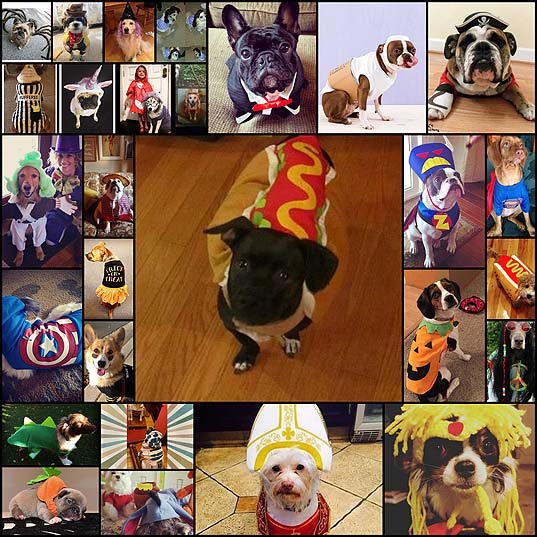27-Dogs-That-Are-So-Ready-For-Halloween