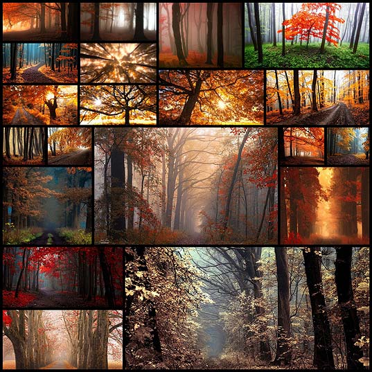 Dream-Like-Autumn-Forests-By-Czech-Photographer-Janek-Sedlář--Bored-Panda