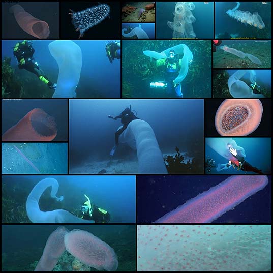 Пиросомы-–-одни-из-самых-странных-обитателей-подводного-мира