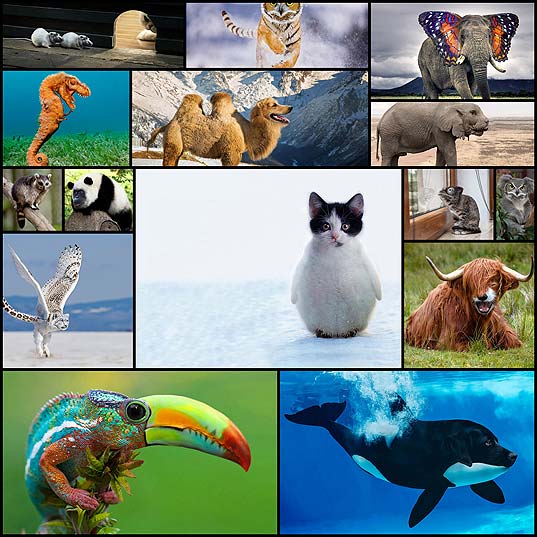 animals-hybrids-photoshop15