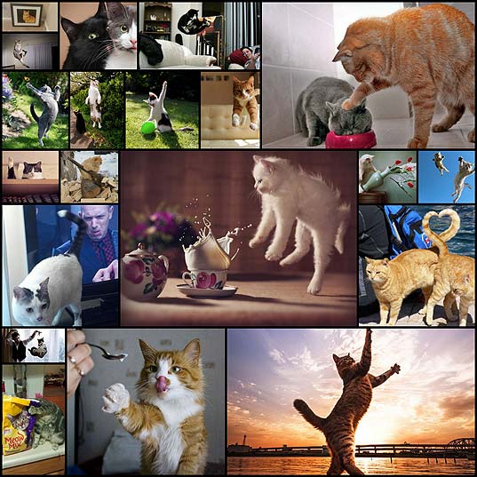 20Фотографии-котов,-сделанных-в-самый-нужный-момент