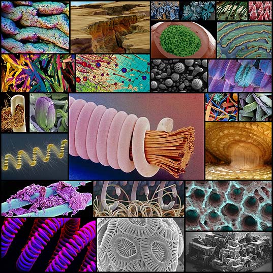 Удивительные-снимки,-сделанные-под-микроскопом-(25-фото)-»-Триникси