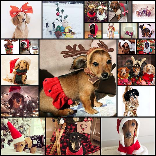 20-Christmas-Dachshunds-Who-Are-Totally-Ready-For-The-Holidays