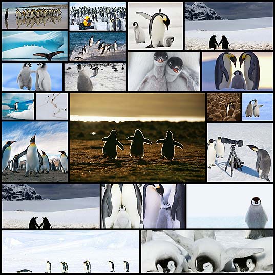 Пингвины-—-это-ласточки,-которые-ели-после-шести-•-НОВОСТИ-В-ФОТОГРАФИЯХ