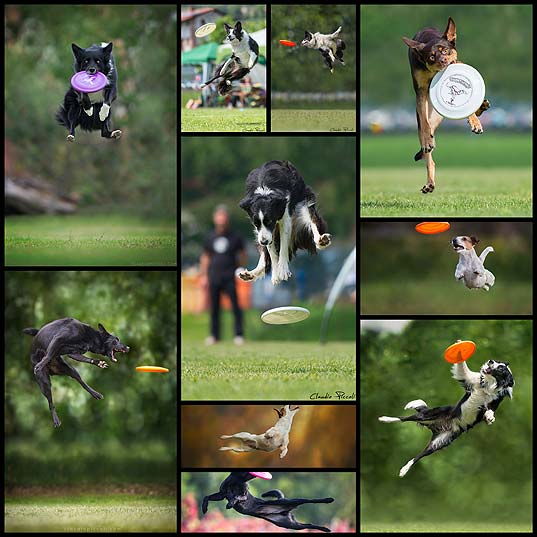 Dogs-Can-Fly-In-Funny-Photo-Series-By-Claudio-Piccoli-(20+-Pics)--Bored-Panda