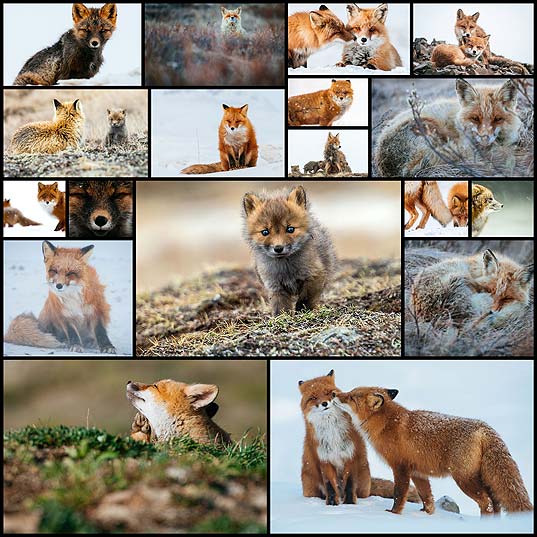 Russian-Miner-Spends-His-Breaks-Photographing-Foxes-In-The-Arctic-Circle-(Part-2)--Bored-Panda