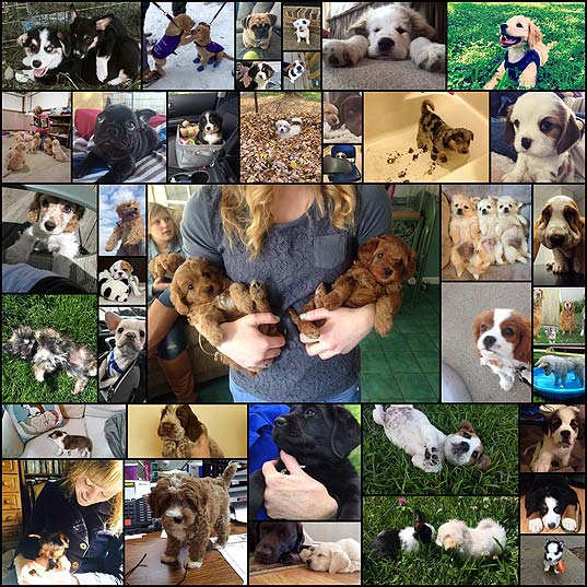 The-37-Most-Important-Puppy-Pictures-Of-2015