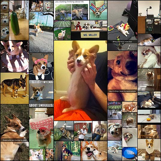 The-40-Most-Important-Corgis-Of-2015