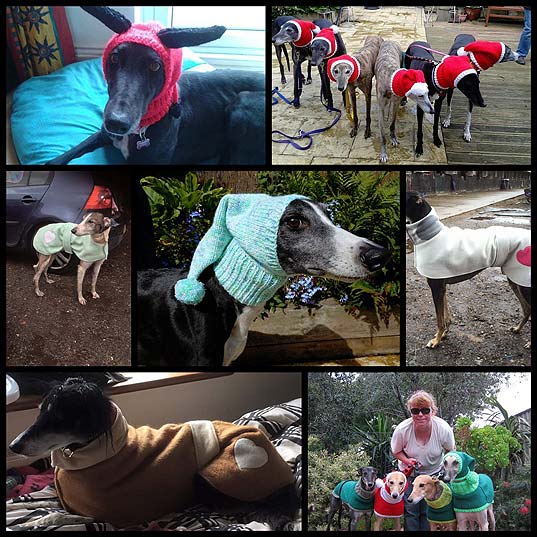 Woman-Quits-Job-to-Knit-Over-300-Coats-and-Hats-for-Abandoned-Greyhounds---My-Modern-Met
