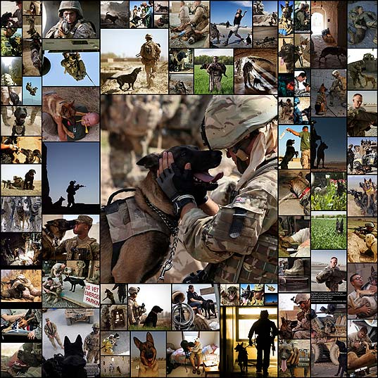 moments-of-war-with-mans-best-friend-80-hq-photos