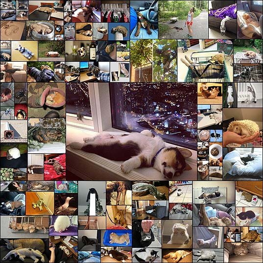 100-Animals-That Sleep-Wherever-They-Please