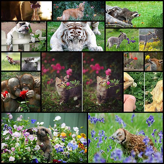 15-фотографий-животных,-которые-любят-вдыхать-аромат-цветов
