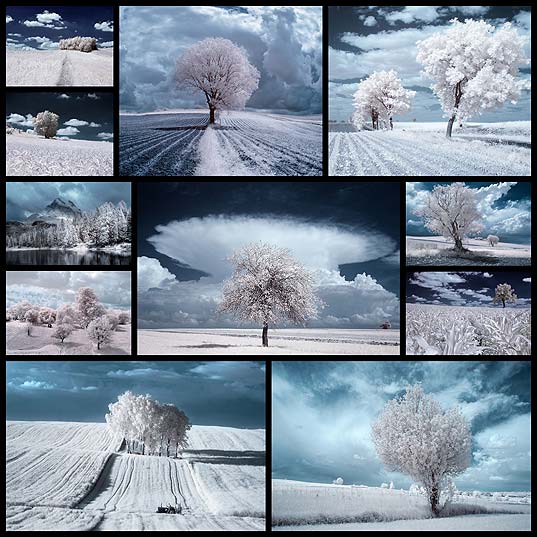 11The-Majestic-Beauty-Of-Trees-In-Poland-Captured-In-Infrared-Photography--Bored-Panda