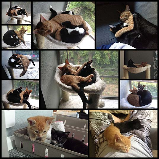2-Cats-1-Bed-Adopted-Cat-Brothers-Continue-Sleeping-Together-Even-After-They-Outgrow-Their-Bed--Bored-Panda