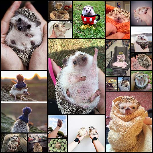 20+-Adorable-Pics-To-Celebrate-Hedgehog-Day--Bored-Panda