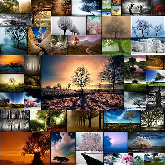 50-Most-Beautiful-Trees---Photography