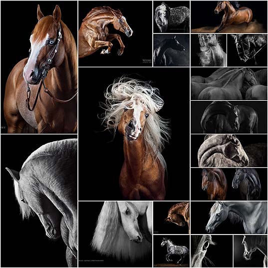 シャバーニのごとくイケメンモデル風に撮影された馬のフォトアート 17枚 いぬらぼ