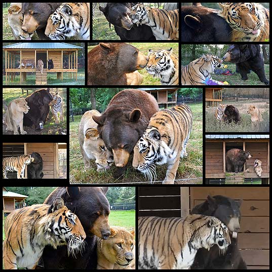 Bear,-Lion-And-Tiger-Brothers-Haven’t-Left-Each-Other’s-Side-For-15-Years--Bored-Panda_1