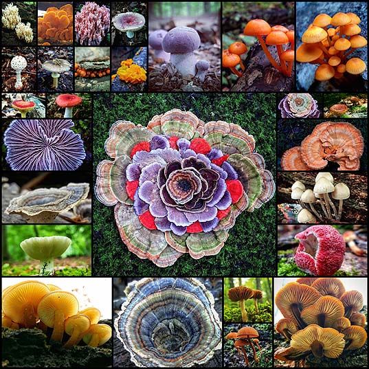 “Mushroom-Ninja”-Explores-the-Beautiful-World-of-Exotic-Fungi-on-His-Hikes---My-Modern-Met