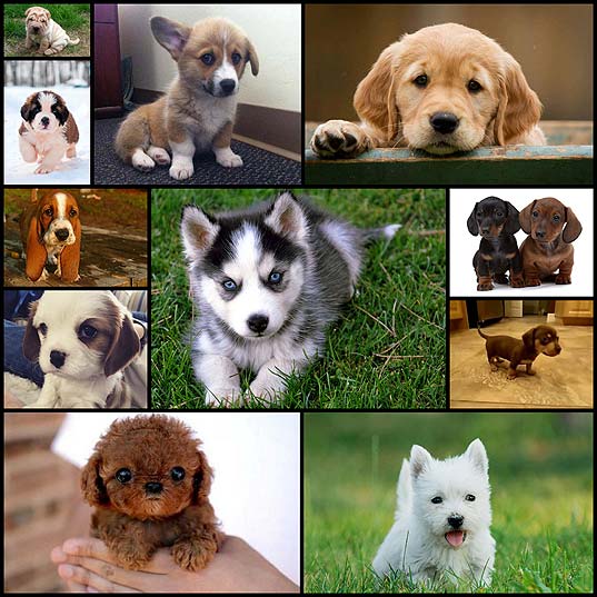 National-Puppy-Day-2016-Photos-&-Must-See-Cutest-Puppies