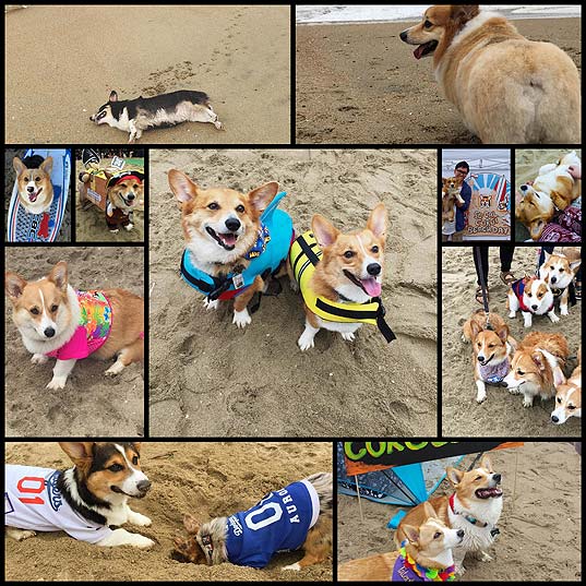 12-Over-600-Corgis-Had-A-Spring-Break-Beach-Party-Because-They-Could