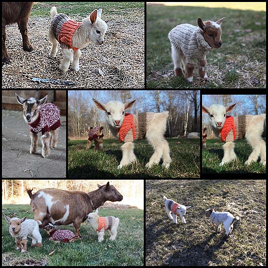 3-Newborn-Goats-Get-Tiny-Hand-Knit-Sweaters-To-Stay-Warm--Bored-Panda