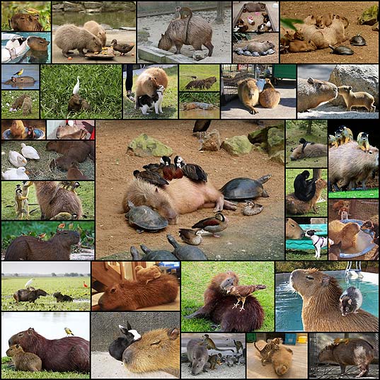 35-Why-Do-Animals-Like-Capybaras-So-Much-(18+-Pics)--Bored-Panda