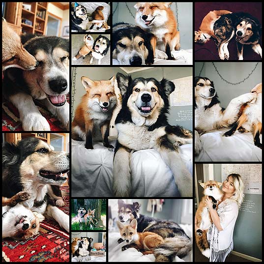 Pet-Fox-Becomes-Best-Friends-With-A-Dog--Bored-Panda