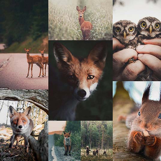 動物の秘密の生活は、北欧の森林でフィンランドの写真家を覗き見