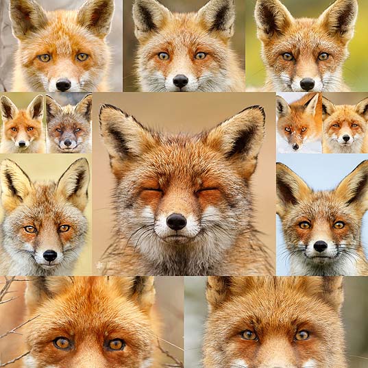 Faces-of-Foxes-Photographer-Proves-That-Every-Fox-Has-Different-Personality--Bored-Panda