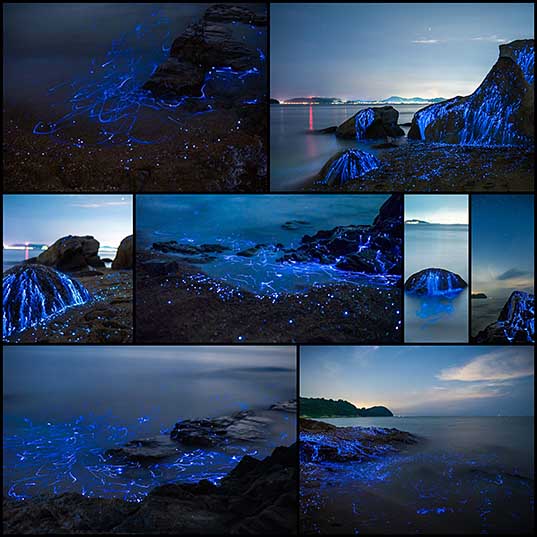 Blue Rivers of Bioluminescent Shrimp Trickle Down Oceanside Rocks in Okayama, Japan  Colossal