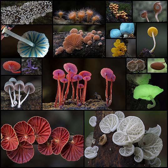 New-Photos-of-Extremely-Unusual-Mushrooms-and-Other-Fungi-by-Steve-Axford--Colossal