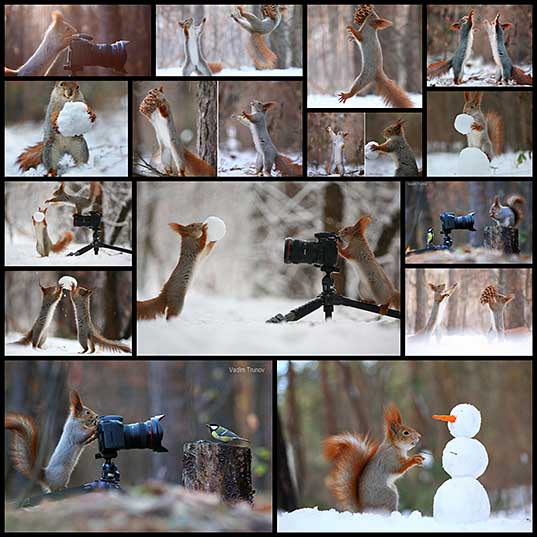 photographer-captures-the-cutest-funniest-squirrel-photo-session