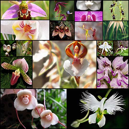 17-weird-looking-orchids-design-swan
