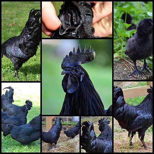Probably, The Darkest Thing In The World – The Rare Black Ayam Cemani Chicken (8 pics) - Izismile