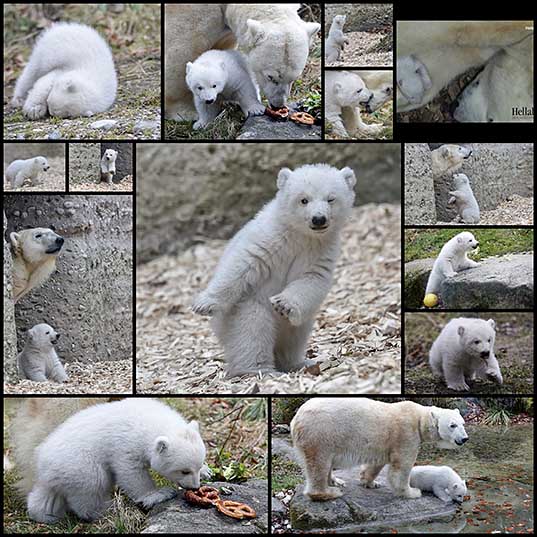 ミュンヘンの動物園の白クマは、その最初のステップを取っています
