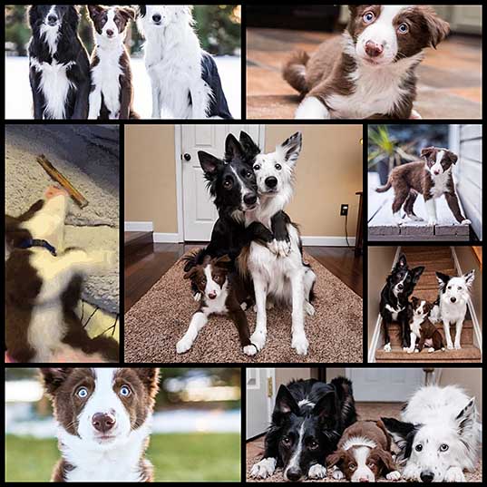 インスタで有名なボーダーコリーのハグ犬envyとzainに加わった新しい家族trek の写真 8枚 いぬらぼ