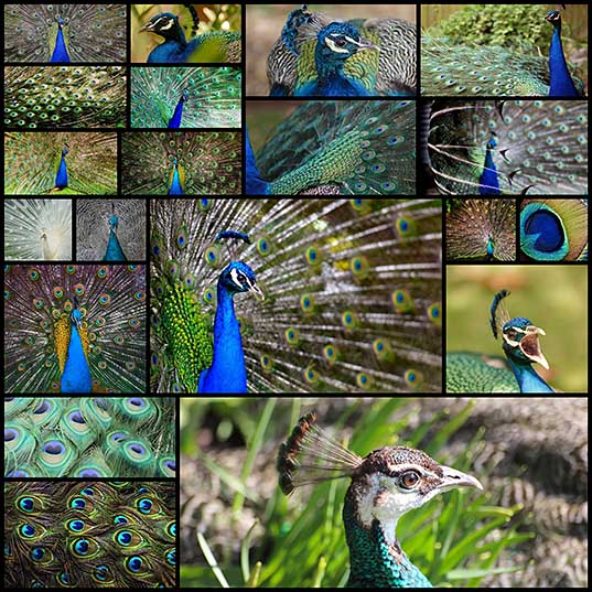20 Beautiful Images of Peacocks